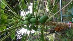 20131124 Organic Farm10